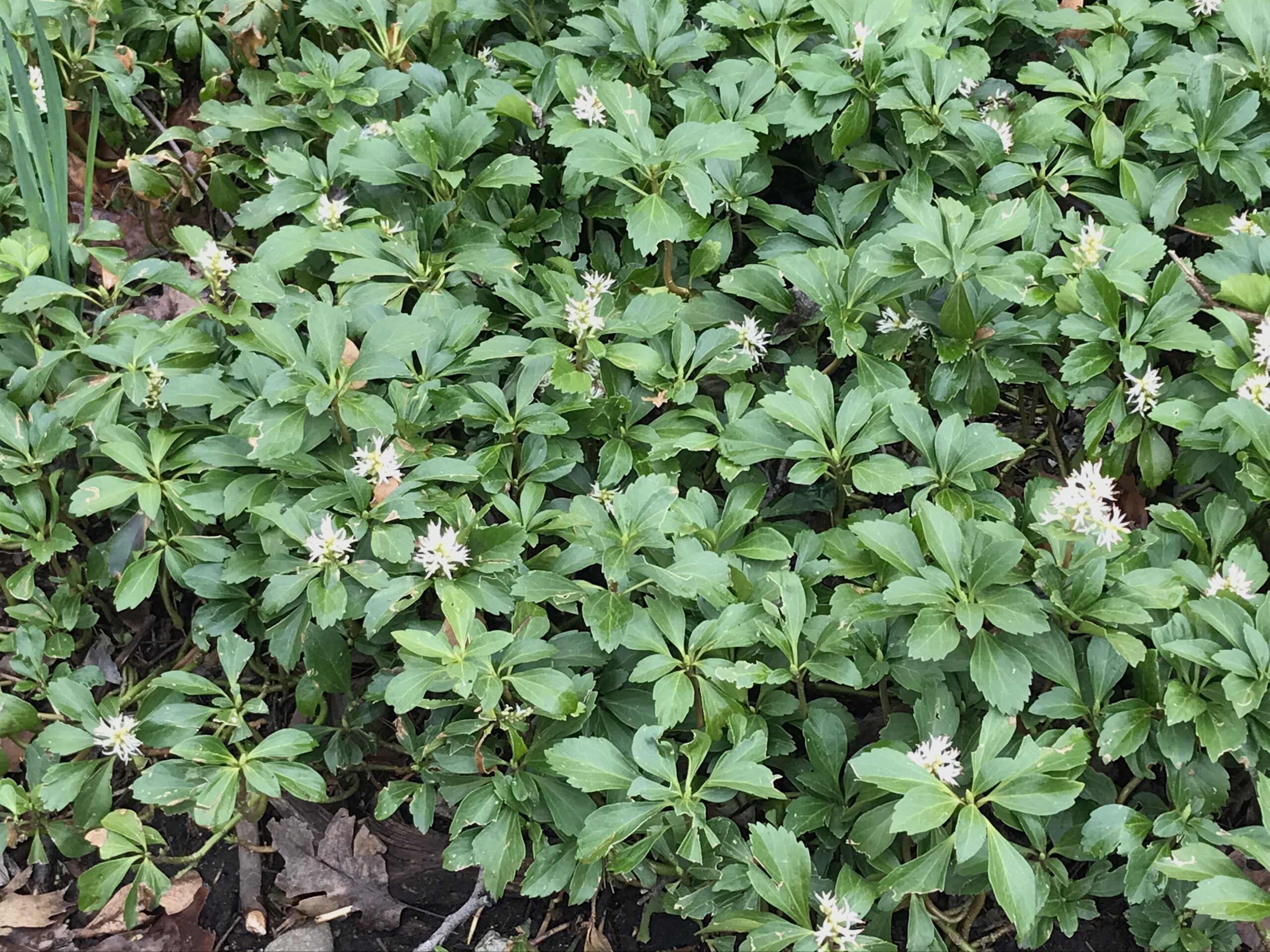 Pachysandra terminalis.jpg